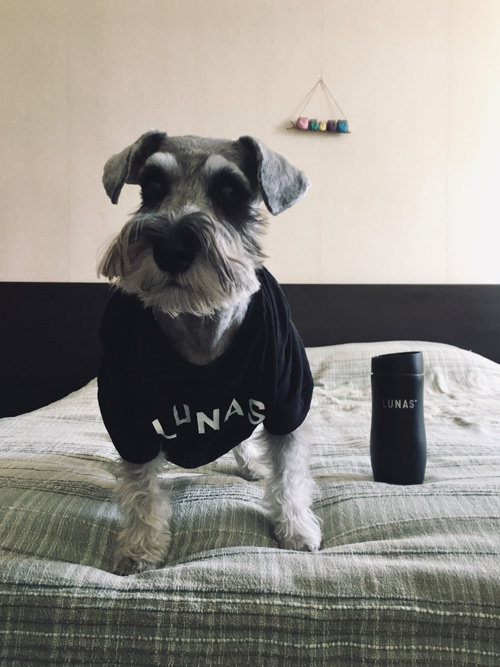 Chara schnauzer dog in Lunas t-shirt