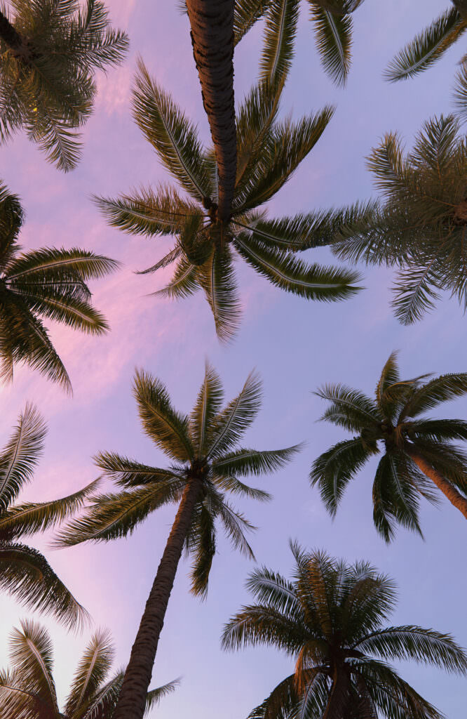 Photo realistic 3D rendered worm's eye view of multiple palm trees at early sunset